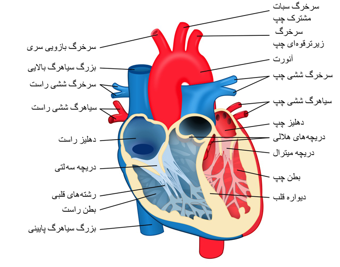تحقیق درباره آناتومی قلب